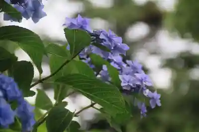 高屋敷稲荷神社の庭園