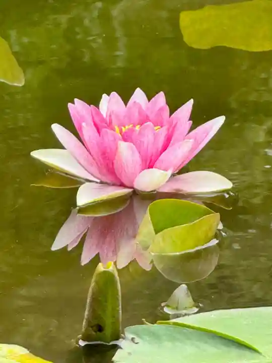 勧修寺(京都府)