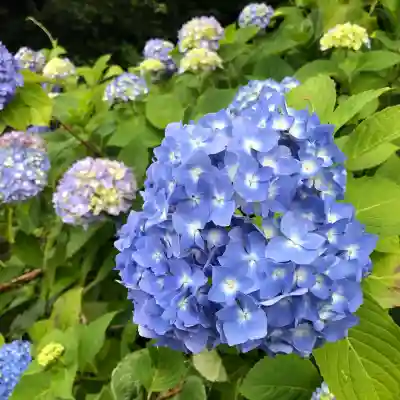 石母田　三吉神社(福島県)