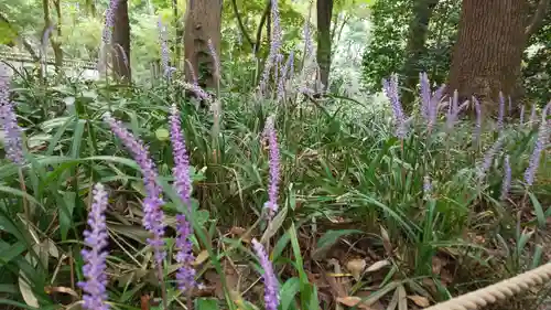 賀茂御祖神社（下鴨神社）の自然