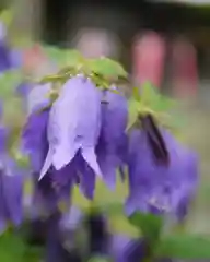 高司神社〜むすびの神の鎮まる社〜の自然