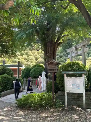 根津神社の{uncategorized: "未分類", other: "その他", undefined: "問題あり", building: "その他建物", grave: "お墓", sacred_gate: "鳥居", guardian: "狛犬", statue: "像", buddha: "仏像", history: "歴史", nature: "自然", garden: "庭園", animal: "動物", pagoda: "塔", temizu: "手水舎", mountain_gate: "山門・神門", sanctuary: "本殿・本堂", subordinate: "末社・摂社", art: "芸術", scenery: "景色", jizo: "地蔵", ema: "絵馬", goshuin: "御朱印", omikuji: "おみくじ", items: "授与品その他", amulet: "お守り", goshuincho: "御朱印帳", eats: "食事", festival: "お祭り", votive_dance: "神楽", shichigosan: "七五三参", wedding: "結婚式", experience: "体験その他", initially: "初詣", around: "周辺", anti_infection: "感染症対策"}