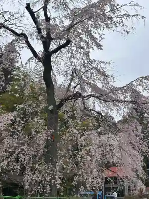 宝登山神社の{uncategorized: "未分類", other: "その他", undefined: "問題あり", building: "その他建物", grave: "お墓", sacred_gate: "鳥居", guardian: "狛犬", statue: "像", buddha: "仏像", history: "歴史", nature: "自然", garden: "庭園", animal: "動物", pagoda: "塔", temizu: "手水舎", mountain_gate: "山門・神門", sanctuary: "本殿・本堂", subordinate: "末社・摂社", art: "芸術", scenery: "景色", jizo: "地蔵", ema: "絵馬", goshuin: "御朱印", omikuji: "おみくじ", items: "授与品その他", amulet: "お守り", goshuincho: "御朱印帳", eats: "食事", festival: "お祭り", votive_dance: "神楽", shichigosan: "七五三参", wedding: "結婚式", experience: "体験その他", initially: "初詣", around: "周辺", anti_infection: "感染症対策"}