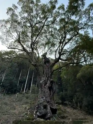 武雄神社の{uncategorized: "未分類", other: "その他", undefined: "問題あり", building: "その他建物", grave: "お墓", sacred_gate: "鳥居", guardian: "狛犬", statue: "像", buddha: "仏像", history: "歴史", nature: "自然", garden: "庭園", animal: "動物", pagoda: "塔", temizu: "手水舎", mountain_gate: "山門・神門", sanctuary: "本殿・本堂", subordinate: "末社・摂社", art: "芸術", scenery: "景色", jizo: "地蔵", ema: "絵馬", goshuin: "御朱印", omikuji: "おみくじ", items: "授与品その他", amulet: "お守り", goshuincho: "御朱印帳", eats: "食事", festival: "お祭り", votive_dance: "神楽", shichigosan: "七五三参", wedding: "結婚式", experience: "体験その他", initially: "初詣", around: "周辺", anti_infection: "感染症対策"}