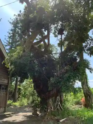 春日神社の自然