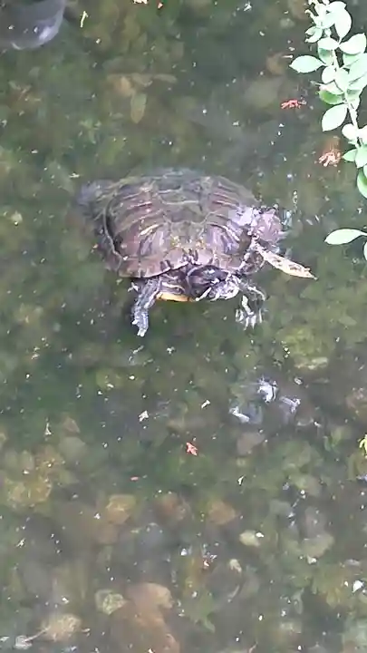 白蛇辨財天の動物