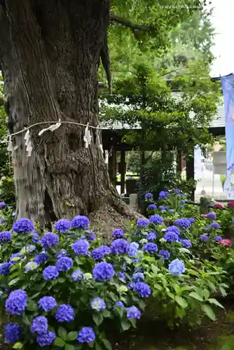 磐井神社の自然