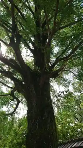 熊本縣護國神社の自然