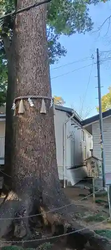 金ヶ作熊野神社(千葉県)