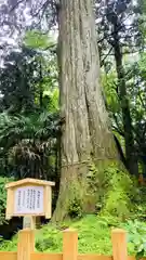 須山浅間神社(静岡県)