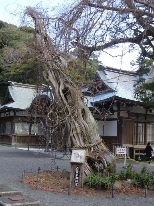 伊古奈比咩命神社の自然