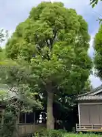 北野天神(仲六郷北野神社)の自然