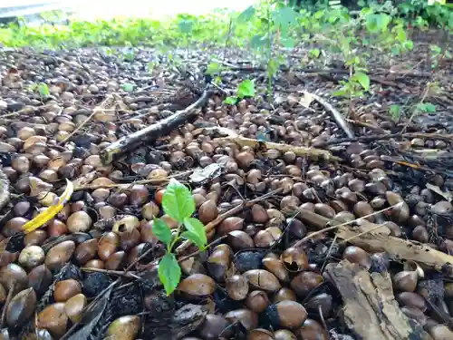 愛宕神社(福井県)