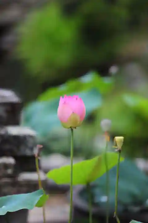 浄土寺(兵庫県)