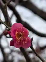白山神社(東京都)