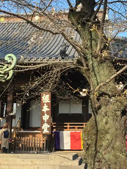 寛永寺(根本中堂)の{uncategorized: "未分類", other: "その他", undefined: "問題あり", building: "その他建物", grave: "お墓", sacred_gate: "鳥居", guardian: "狛犬", statue: "像", buddha: "仏像", history: "歴史", nature: "自然", garden: "庭園", animal: "動物", pagoda: "塔", temizu: "手水舎", mountain_gate: "山門・神門", sanctuary: "本殿・本堂", subordinate: "末社・摂社", art: "芸術", scenery: "景色", jizo: "地蔵", ema: "絵馬", goshuin: "御朱印", omikuji: "おみくじ", items: "授与品その他", amulet: "お守り", goshuincho: "御朱印帳", eats: "食事", festival: "お祭り", votive_dance: "神楽", shichigosan: "七五三参", wedding: "結婚式", experience: "体験その他", initially: "初詣", around: "周辺", anti_infection: "感染症対策"}