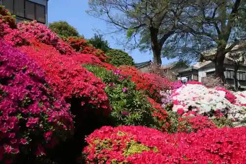 根津神社の自然