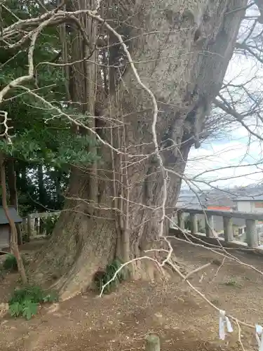 鹿嶋神社の自然