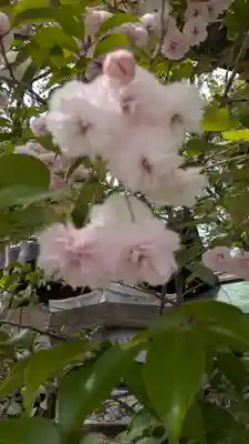 白峯神宮(京都府)