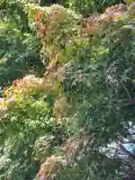 八雲神社(北海道)