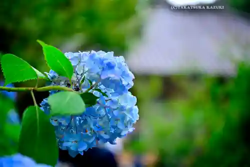 明月院(神奈川県)