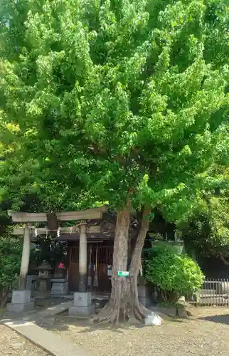 鮫洲八幡神社(東京都)