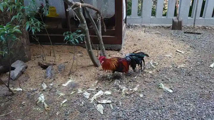 大甕神社の動物