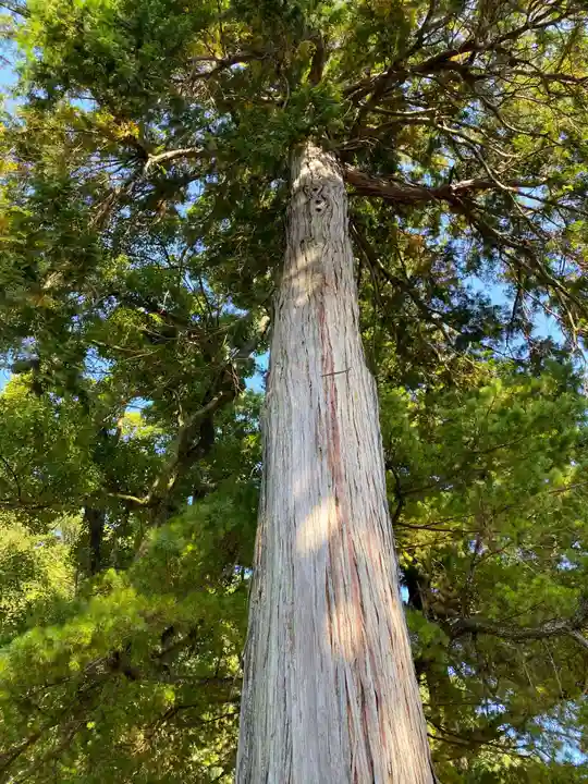 宇倍神社の自然