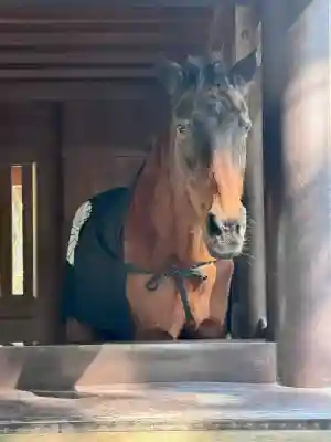 伊勢神宮内宮（皇大神宮）の{uncategorized: "未分類", other: "その他", undefined: "問題あり", building: "その他建物", grave: "お墓", sacred_gate: "鳥居", guardian: "狛犬", statue: "像", buddha: "仏像", history: "歴史", nature: "自然", garden: "庭園", animal: "動物", pagoda: "塔", temizu: "手水舎", mountain_gate: "山門・神門", sanctuary: "本殿・本堂", subordinate: "末社・摂社", art: "芸術", scenery: "景色", jizo: "地蔵", ema: "絵馬", goshuin: "御朱印", omikuji: "おみくじ", items: "授与品その他", amulet: "お守り", goshuincho: "御朱印帳", eats: "食事", festival: "お祭り", votive_dance: "神楽", shichigosan: "七五三参", wedding: "結婚式", experience: "体験その他", initially: "初詣", around: "周辺", anti_infection: "感染症対策"}