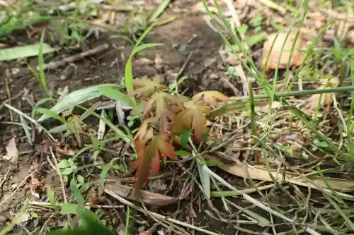 深大寺の{uncategorized: "未分類", other: "その他", undefined: "問題あり", building: "その他建物", grave: "お墓", sacred_gate: "鳥居", guardian: "狛犬", statue: "像", buddha: "仏像", history: "歴史", nature: "自然", garden: "庭園", animal: "動物", pagoda: "塔", temizu: "手水舎", mountain_gate: "山門・神門", sanctuary: "本殿・本堂", subordinate: "末社・摂社", art: "芸術", scenery: "景色", jizo: "地蔵", ema: "絵馬", goshuin: "御朱印", omikuji: "おみくじ", items: "授与品その他", amulet: "お守り", goshuincho: "御朱印帳", eats: "食事", festival: "お祭り", votive_dance: "神楽", shichigosan: "七五三参", wedding: "結婚式", experience: "体験その他", initially: "初詣", around: "周辺", anti_infection: "感染症対策"}