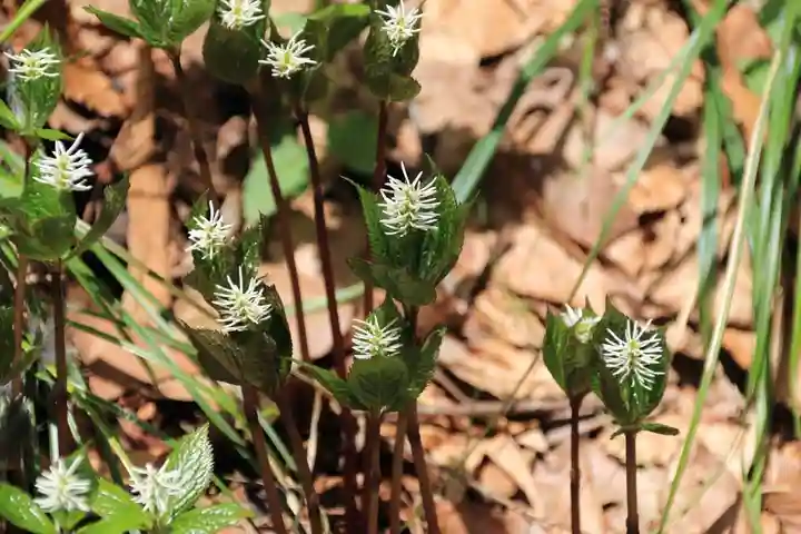 磐椅神社の自然