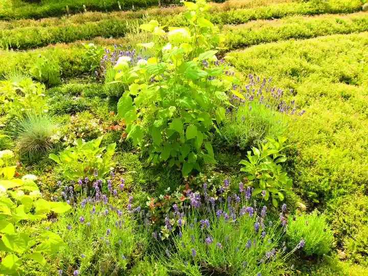 寿量山 速成寺の自然
