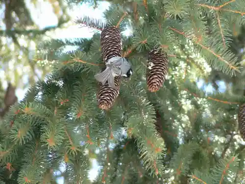 留辺蘂神社の動物