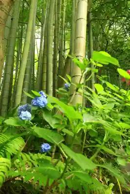 報国寺(神奈川県)