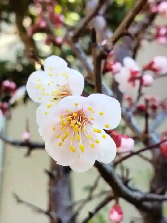 本郷氷川神社(東京都)