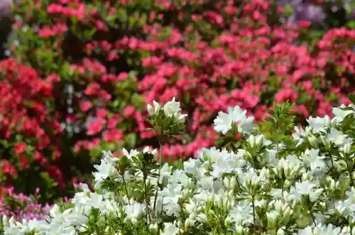 塩船観音寺の自然