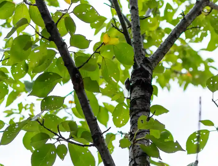小垣江神明神社(愛知県)