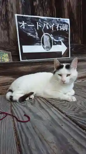 修那羅山安宮神社の動物