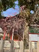 亀戸天神社の自然