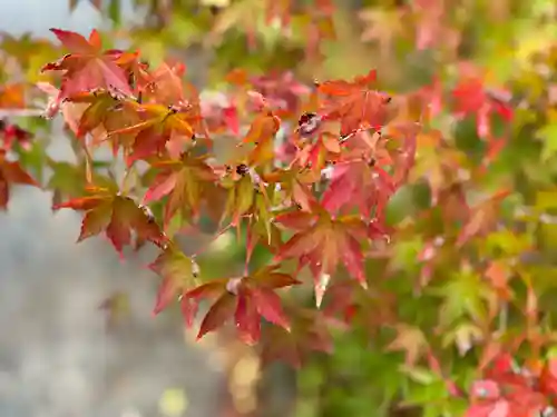 白水阿弥陀堂の自然