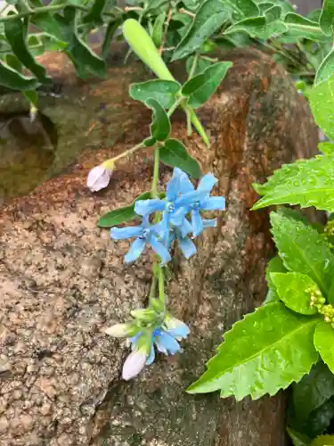 水堂須佐男神社の自然