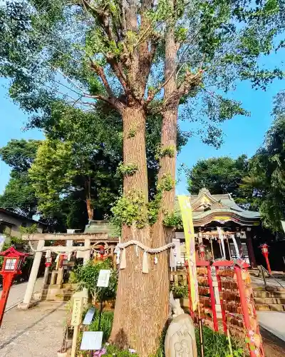 川越八幡宮の{uncategorized: "未分類", other: "その他", undefined: "問題あり", building: "その他建物", grave: "お墓", sacred_gate: "鳥居", guardian: "狛犬", statue: "像", buddha: "仏像", history: "歴史", nature: "自然", garden: "庭園", animal: "動物", pagoda: "塔", temizu: "手水舎", mountain_gate: "山門・神門", sanctuary: "本殿・本堂", subordinate: "末社・摂社", art: "芸術", scenery: "景色", jizo: "地蔵", ema: "絵馬", goshuin: "御朱印", omikuji: "おみくじ", items: "授与品その他", amulet: "お守り", goshuincho: "御朱印帳", eats: "食事", festival: "お祭り", votive_dance: "神楽", shichigosan: "七五三参", wedding: "結婚式", experience: "体験その他", initially: "初詣", around: "周辺", anti_infection: "感染症対策"}