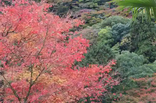 善峯寺(京都府)