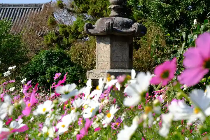 般若寺 ❁コスモス寺❁(奈良県)
