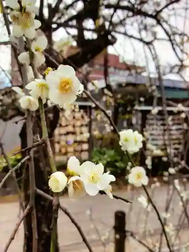 鳩森八幡神社の自然