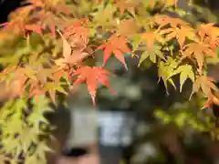 山家神社の自然