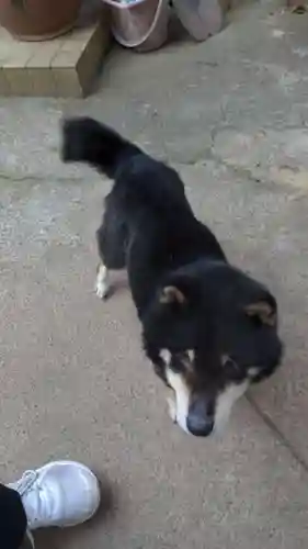 玉野御嶽神社の動物