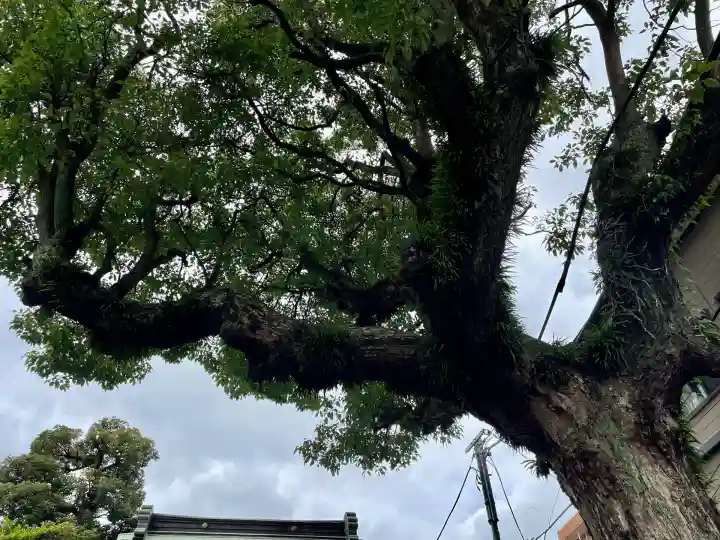 子神社(神奈川県)