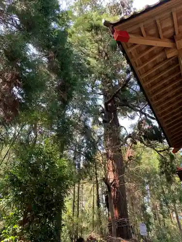 八幡神社の自然