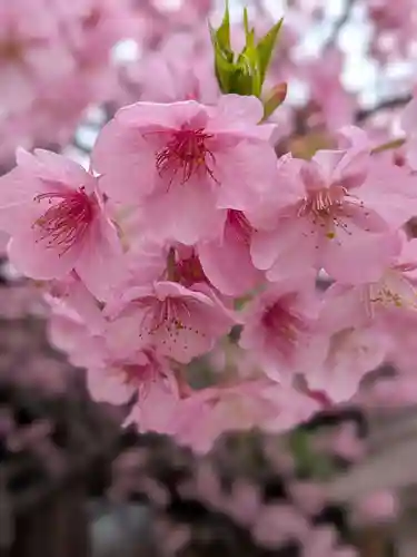 新宿下落合氷川神社(東京都)